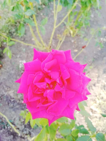 美しいピンクのバラ 自然な背景 — ストック写真