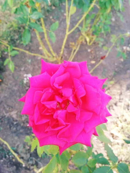 Beautiful Pink Rose Natural Background — Stock Photo, Image