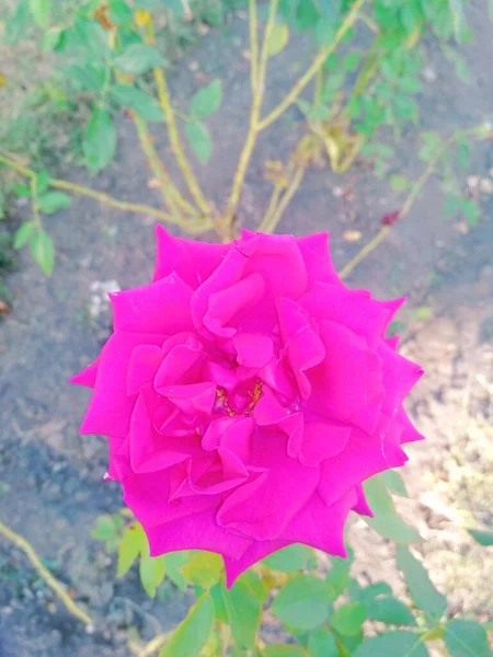 Beautiful Pink Rose Natural Background — Stock Photo, Image