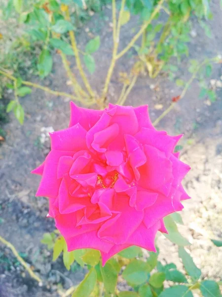 Belle Rose Rose Fond Naturel — Photo