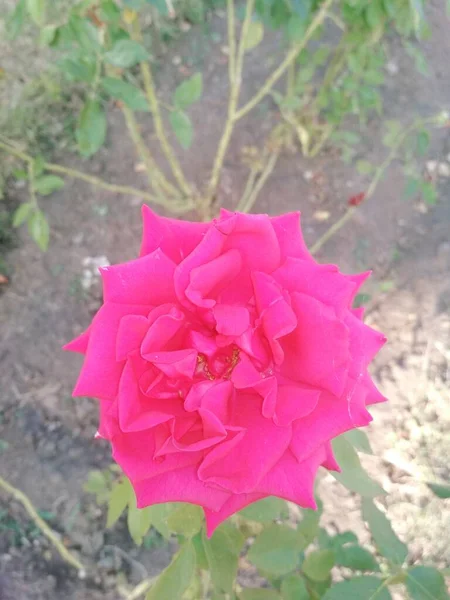 Όμορφο Ροζ Τριαντάφυλλο Φυσικό Φόντο — Φωτογραφία Αρχείου