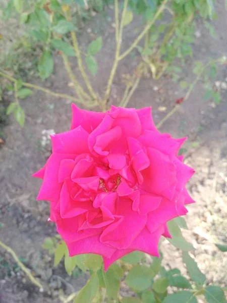 Hermosa Rosa Rosa Fondo Natural — Foto de Stock