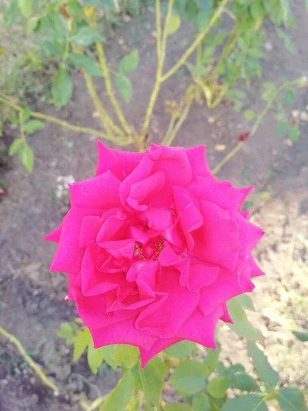 Gyönyörű Rózsaszín Rózsa Természetes Háttér — Stock Fotó
