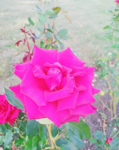 Természetes Háttér Gyönyörű Vörös Rózsa — Stock Fotó