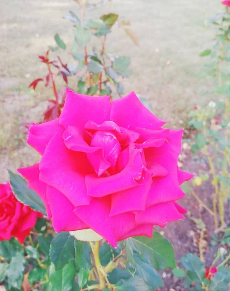 Natural Background Beautiful Red Rose — Stock Photo, Image