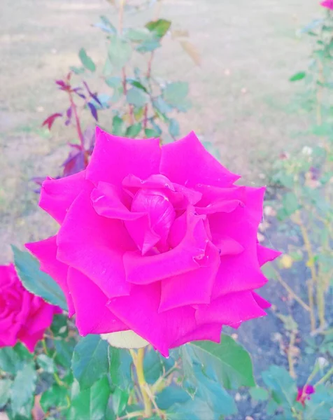 นหล งธรรมชาต ดอกก หลาบส แดงสวยงาม — ภาพถ่ายสต็อก