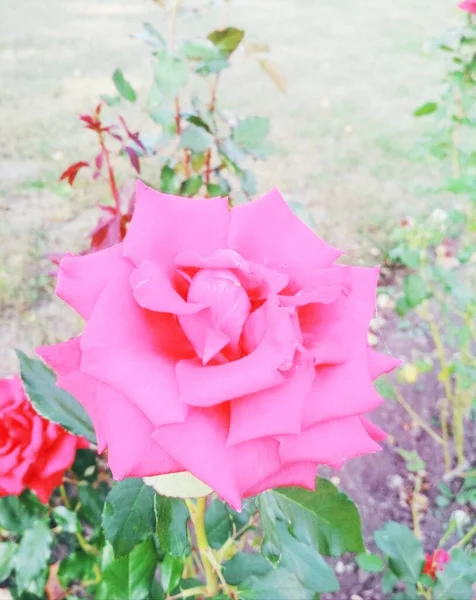Přírodní Pozadí Krásná Červená Růže — Stock fotografie