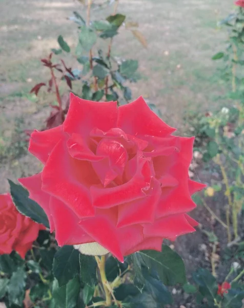 Fundo Natural Bela Rosa Vermelha — Fotografia de Stock