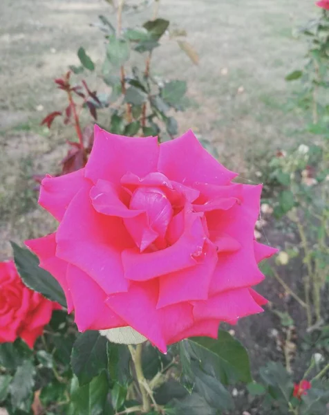 Natural Background Beautiful Red Rose — Stock Photo, Image