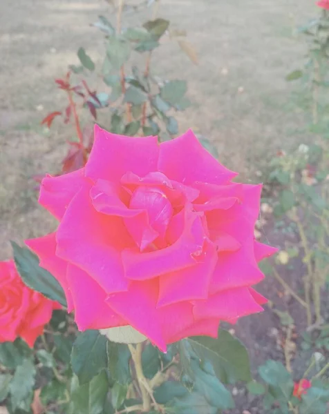 Sfondo Naturale Bella Rosa Rossa — Foto Stock