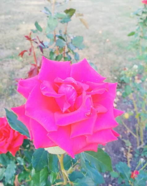 Fondo Natural Hermosa Rosa Roja — Foto de Stock