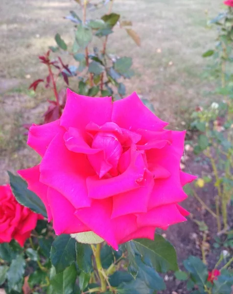 Natural Background Beautiful Red Rose — Stock Photo, Image