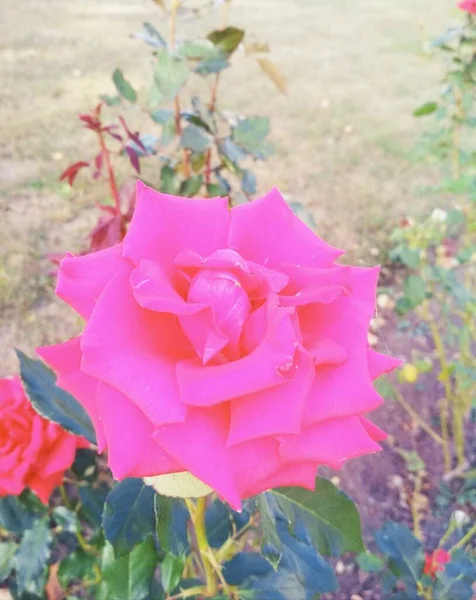 Természetes Háttér Gyönyörű Vörös Rózsa — Stock Fotó
