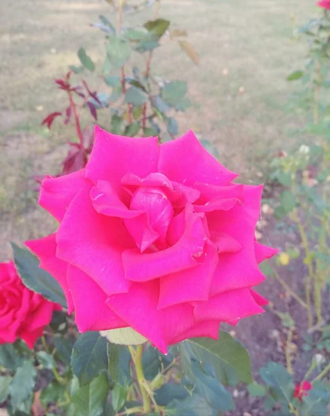 Natural Background Beautiful Red Rose — Stock Photo, Image