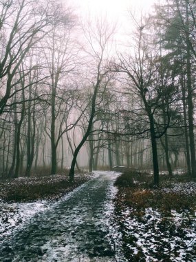 Sihirli sisli bir ormanda yol