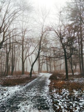 Sihirli sisli bir ormanda yol