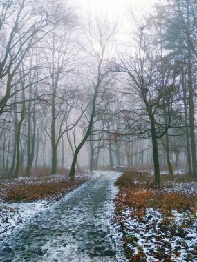 Sihirli sisli bir ormanda yol