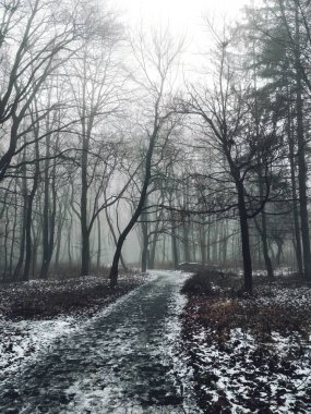 Sihirli sisli bir ormanda yol