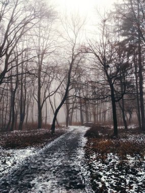 Sihirli sisli bir ormanda yol