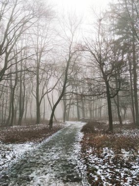 Sihirli sisli bir ormanda yol