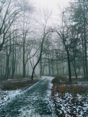 Sihirli sisli bir ormanda yol