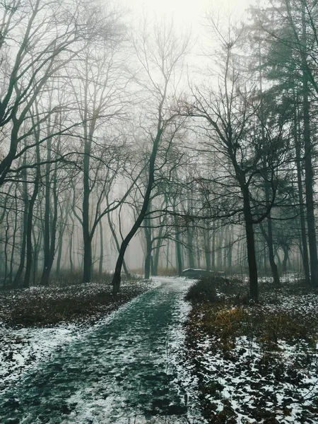 Pfad Durch Einen Magischen Nebelwald — Stockfoto