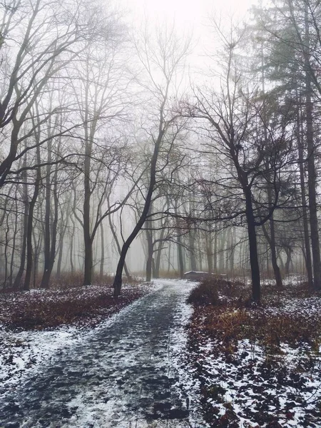 Pfad Durch Einen Magischen Nebelwald — Stockfoto