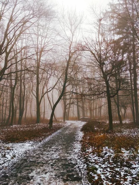 Vägen Genom Magisk Dimmig Skog — Stockfoto