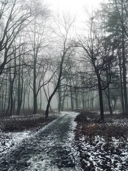 Pfad Durch Einen Magischen Nebelwald — Stockfoto