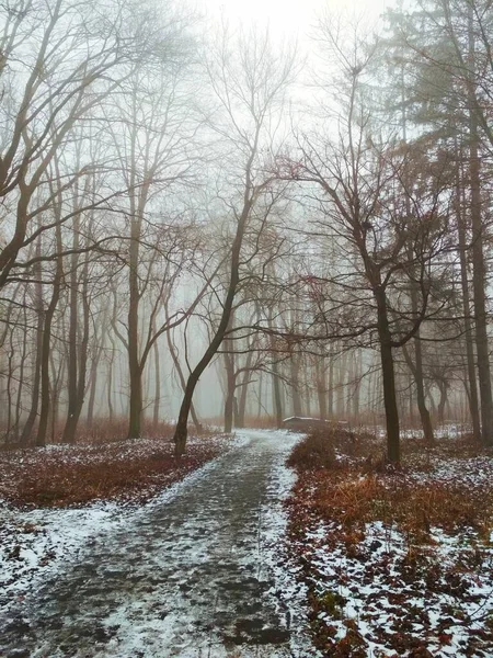 Pfad Durch Einen Magischen Nebelwald lizenzfreie Stockbilder