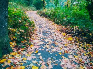 Sonbahar zigzag, orman boyunca düşen parlak yapraklarla kaplı patika. 