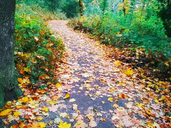 Podzimní Klikyhák Stezka Pokrytá Padajícími Jasnými Listy Lesem — Stock fotografie