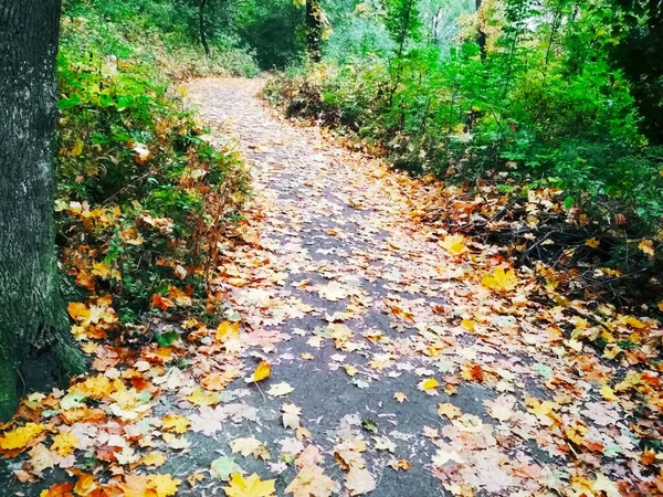 秋天的弯弯曲曲 小路上覆盖着落下来的明亮的树叶穿过森林 — 图库照片