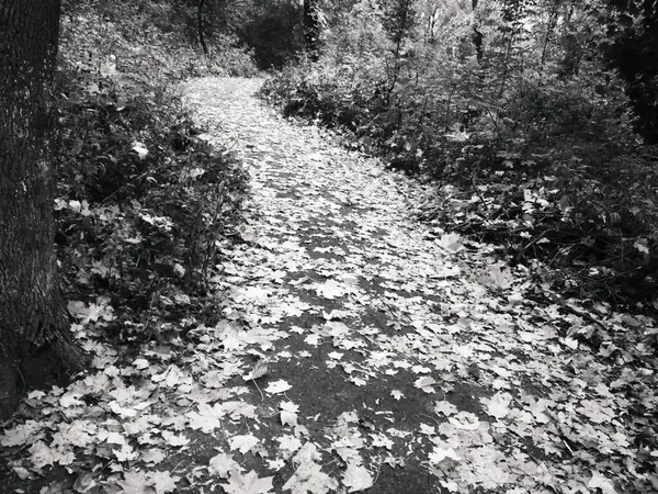 Jesienny Zygzak Ścieżka Pokryta Opadłymi Jasnymi Liśćmi Przez Las — Zdjęcie stockowe