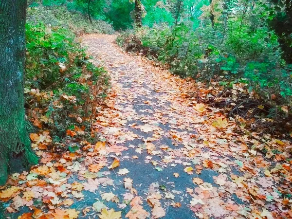 Ziguezague Outono Caminho Coberto Com Folhas Brilhantes Caídas Através Floresta — Fotografia de Stock