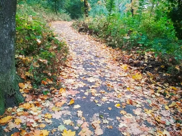 Zigzag Automne Sentier Couvert Feuilles Brillantes Tombées Travers Forêt — Photo