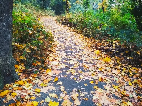 Zigzag Automne Sentier Couvert Feuilles Brillantes Tombées Travers Forêt — Photo