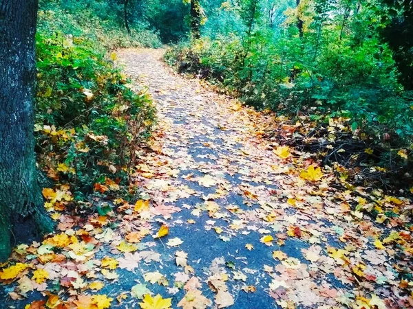 Осенний Зигзаг Тропа Покрыта Опавшими Яркими Листьями Через Лес — стоковое фото