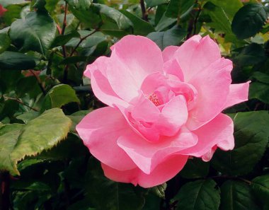 Güzel kırmızı gül, doğal arkaplan 