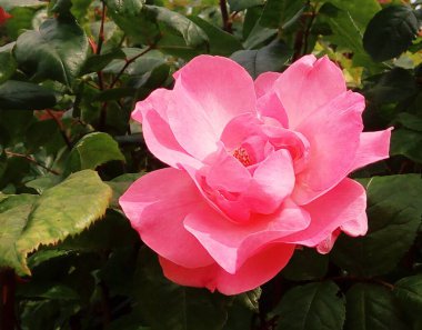 Güzel kırmızı gül, doğal arkaplan 