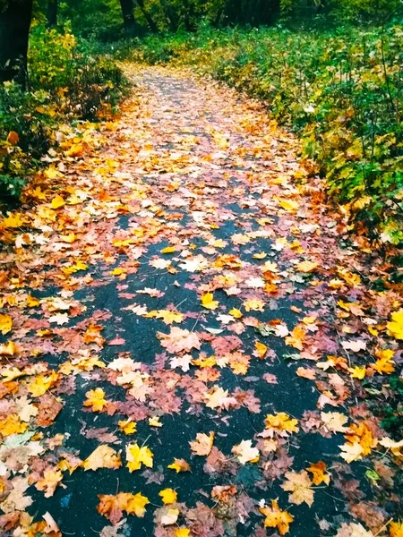 明るい秋の森への道 — ストック写真