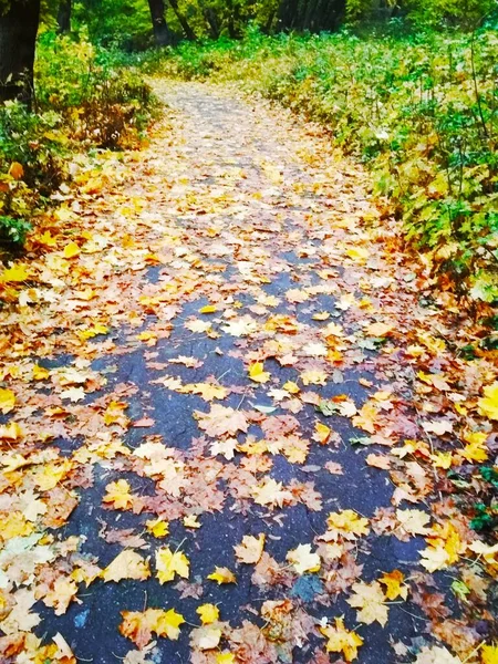 Camino Través Brillante Bosque Otoñal —  Fotos de Stock