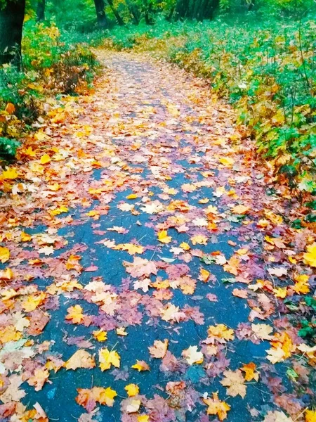 Caminho Através Uma Floresta Outono Brilhante — Fotografia de Stock