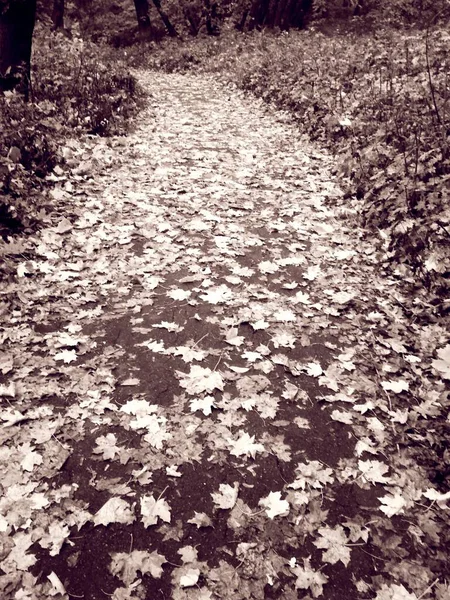 Шлях Через Яскравий Осінній Ліс — стокове фото