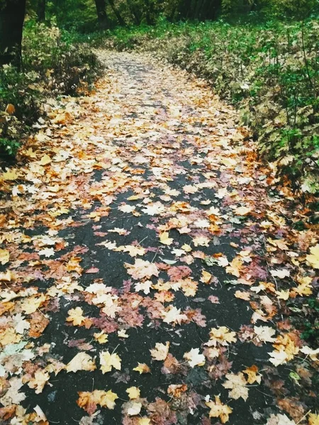 Weg Durch Einen Hellen Herbstwald — Stockfoto