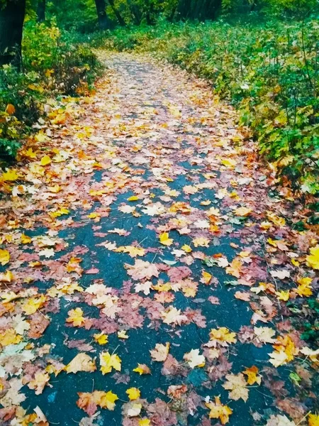 Camino Través Brillante Bosque Otoñal — Foto de Stock