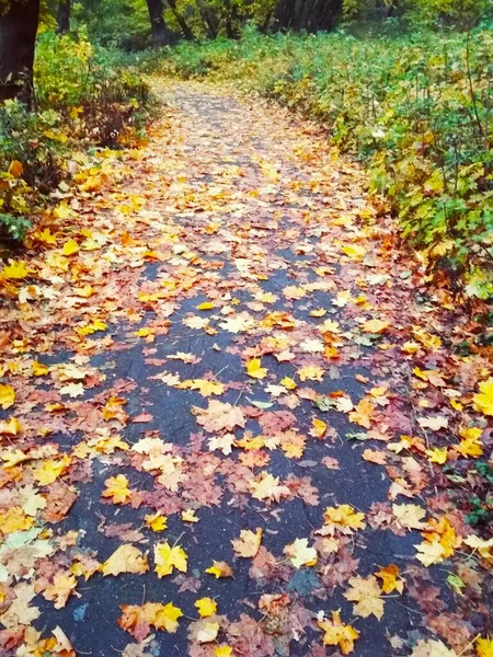 穿过明亮的秋天森林的路 — 图库照片