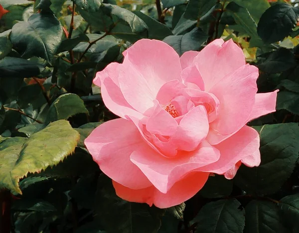 Bella Rosa Rossa Sfondo Naturale — Foto Stock