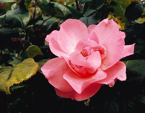 Bella Rosa Rossa Sfondo Naturale — Foto Stock