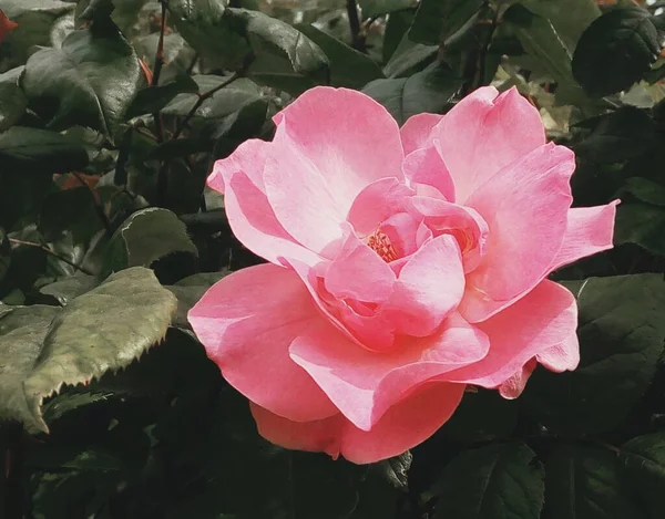 Bella Rosa Rossa Sfondo Naturale — Foto Stock